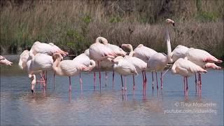 Greater Flamingo Phoenicopterus roseus [upl. by Maharba]