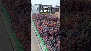 UVAS de Mejor Calidad con esta técnica agriculture farmer agricultura cultivo satisfying [upl. by Nommad]