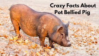 7 Crazy Facts About Pot Bellied Pig [upl. by Bega]