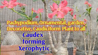 Caudiciform💥Caudex forming  reels garenafreefire 💥💯 Pachypodium baronii var windsorii [upl. by Ayiotal]