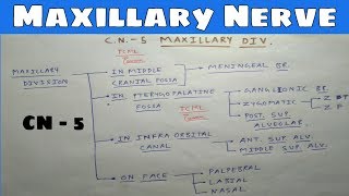 Trigeminal nerve 2 Maxillary division  TCML [upl. by Sahcnip]