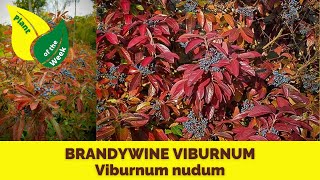 BRANDYWINE VIBURNUM  Viburnum nudum by Proven Winners [upl. by Pulchi]