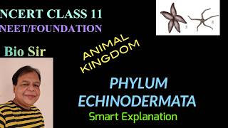 Phylum Echinodermata  Animal Kingdom  Class 11  Biology  NEET  Chapter 4 [upl. by Hayashi]