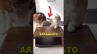 CANE HA TRADITO IL GATTO animali gatto triste [upl. by Grata]