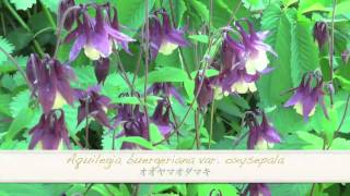 ポール・スミザー Aquilegia buergeriana var oxysepala オオヤマオダマキ [upl. by Frasch]