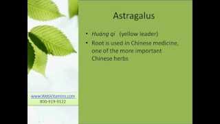 Astragalus Root Benefits Uses Dosage and Side Effects [upl. by Lletnom]