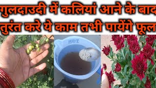 guldaudi में कलियां आने के बाद जरूर करें कुछ जरूरी काम Guldaudi plant care in December month [upl. by Heyer]