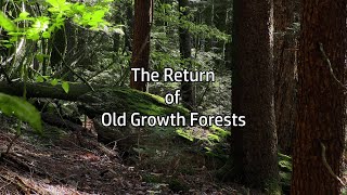 The Return of Old Growth Forests [upl. by Reagen]