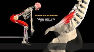 How to Avoid Injuries While Lifting Watch the muscles in 3D [upl. by Yorgo]