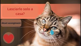 quotCome Lasciare il Gatto da Solo a Casa Ecco i Nostri Consigli Praticiquot [upl. by Akemyt]