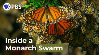 Watch a Breathtaking Monarch Butterfly Swarm [upl. by Arraik]