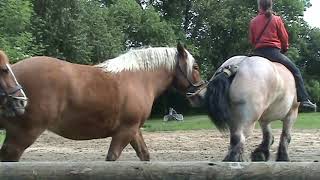 La Michaudière Chevaux de trait [upl. by Erasaec]