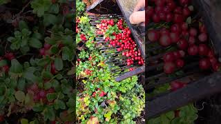 wildberry harvesting lingonberry cranberry blueberry berryfarm [upl. by Ahsilla]