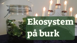 11 Ekosystem på burk  LTHs julkalender 2018 [upl. by Tryck]