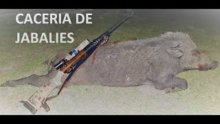 Caceria de Jabali en Argentina Free Range Big Game Wild Boar Hunting Wild Hogs Hunting [upl. by Ahtnams]