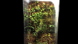 Mini Vivarium Build [upl. by Fonz286]