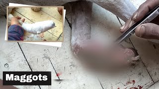 Rescued Poor Mother Dog with Maggots Wounded Leg PAW [upl. by Esadnac396]