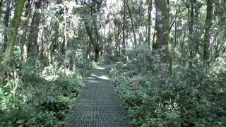 Conheça Curitiba PR  Bosque Capão da Imbuia  Museu de História Natural [upl. by Larsen]