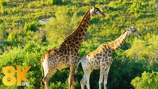 8K Wildlife of Gondwana Game Reserve Africa  7 HOURS of Amazing Wild Animals NO MUSIC [upl. by Elyagiba]