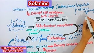 SolanineAlkaloidsBiochemistryBSc and MSc topics biochemistry [upl. by Assyli]