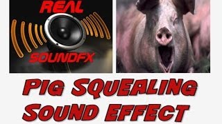 PIG squealing sound effect  realsoundFX [upl. by Kenward]