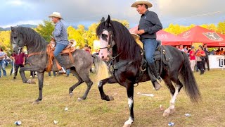 ⭐ CABALLOS BAILADORES EN LA CABALGATA SURUTATO 2022  4K P2 [upl. by Gianni]