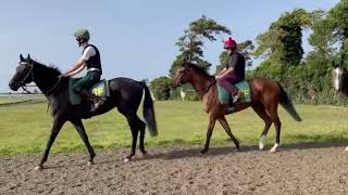 Newmarket Gallops 300923  Julia Feilden Racing [upl. by Skoorb]