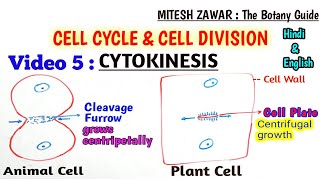 Cytokinesis in Cell Cycle  Cytokinesis in Animal Cell Vs Cytokinesis in Plant Cell Hindi amp English [upl. by Edora907]