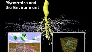 Mycorrhiza I – Mycorrhiza and the Environment [upl. by Janie745]