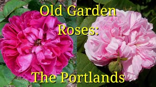 Old Garden Roses The Portlands [upl. by Ihab]