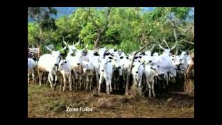 fulbe laide sudan [upl. by Jemina451]