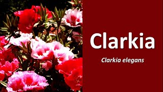 Clarkia elegans Clarkia Mountain Garland [upl. by Tanitansy]