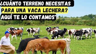 ¿Cuántas hectarias necesitas para mantener una vaca lechera [upl. by Aihsemak]