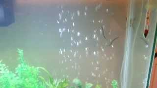 Black kuhli loaches playing [upl. by Gustavo]