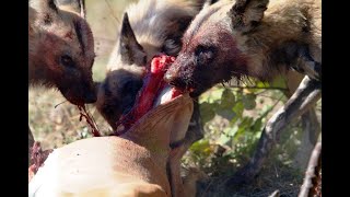 wild dog eat alive [upl. by Losyram]