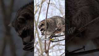 Raccoon Dog 5 Wacky Facts You Never Knew [upl. by Bratton159]