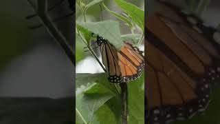 Monarch butterflies migrate 3000 to 4000 kilometers  DW News [upl. by Nolahp28]