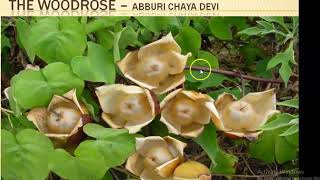 THE WOODROSE BY ABBURI CHAYA DEVI  SUMMARY [upl. by Lasky]