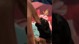 Newborn labrashepherd puppy funny 🥰🥰 lazemedia labrador dog germanshepherd [upl. by Bartholemy]