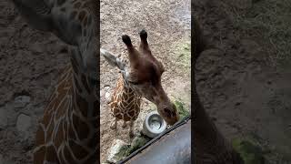 Lovely Giraffe Baby giraffe giraffefeeding giraffespecies giraffelove youtubeshorts [upl. by Norraa]