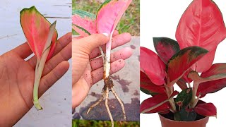 How to grow Aglaonema plant  How to propagate Aglaonema from cuttings [upl. by Wilden859]