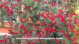 Nerium oleander red Adelfa roja HD [upl. by Alcock879]