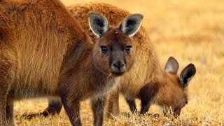 Why Female Kangaroos Are Nearly Always Pregnant [upl. by Nylrats]