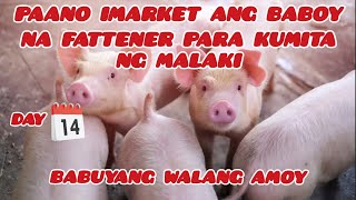 BABUYANG WALANG AMOY  DAY 14 ✅ PAANO IMARKET ANG BABOY NA FATTENER PARA KUMITA NG MALAKI [upl. by Bolen]