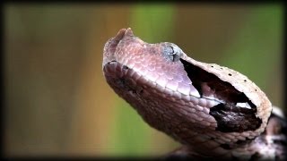 Gaboon Viper 01  Dangerous Animals [upl. by Ynnal939]