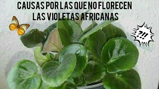 Porque no florece mi violeta africanadatos importantes a tomar en cuenta violetaafricana [upl. by Mikaela]