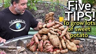 Easiest Way to Grow Sweet Potatoes [upl. by Nagy861]