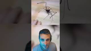 Araña vs la muerte  Miguel Assal curiosidades memes viral funnymeme escaleras [upl. by Francyne255]