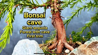 Giant sequoia how to trim 3 yr old giant sequoia Cave bonsai forest new japan bonsaijapan [upl. by Nessah]