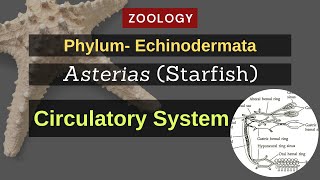 Echinodermata  Asterias Starfish  Circulatory System  Zoology [upl. by Ilene]